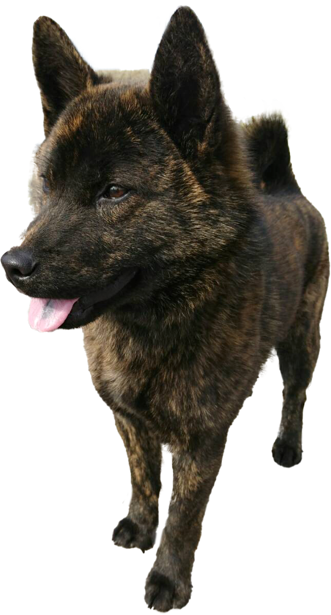 甲斐犬専門犬舎 北海の豊竜荘