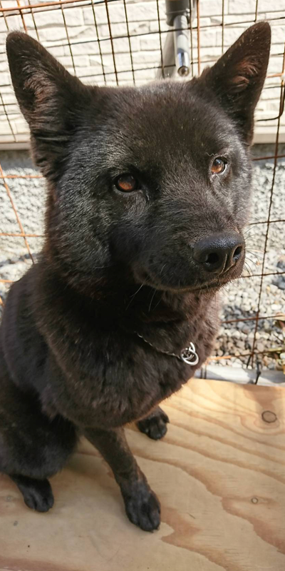 甲斐犬専門犬舎 北海の豊竜荘