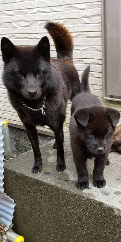 甲斐犬専門犬舎 北海の豊竜荘