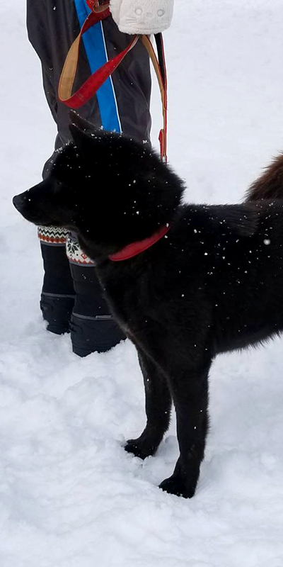 甲斐犬専門犬舎 北海の豊竜荘
