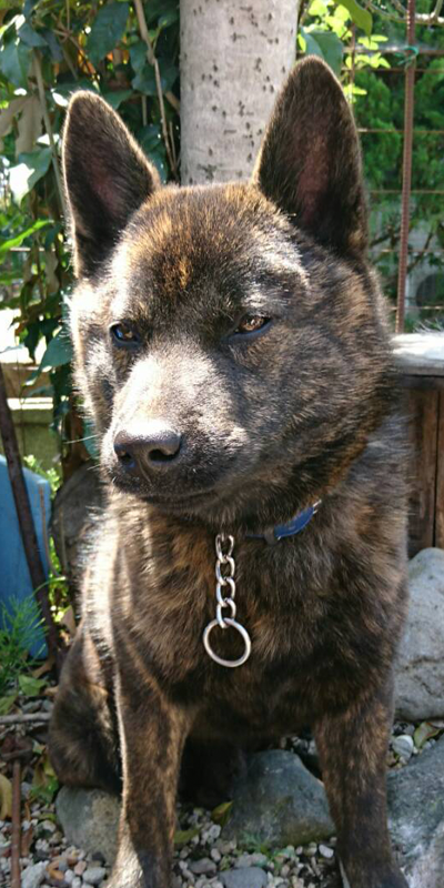 甲斐犬専門犬舎 北海の豊竜荘